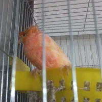 قناری ماده با جوجه معاوضه با نر بخون دارم