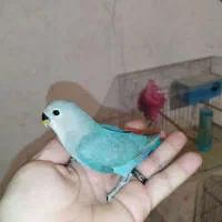 جوجه برزیلی