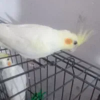 عروس هلندی لوتینو|پرنده|خرمآباد, |دیوار