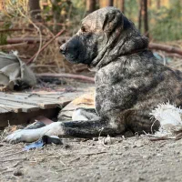 سگ ماده خراسانی سرابی کانگال آلابای|سگ|ری, فیروزآباد|دیوار