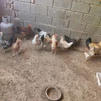 فروش  ده عدد خروس دانه. هشصد یک الاق پنج ملیون