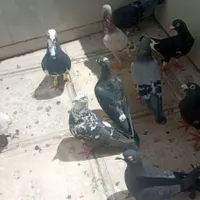 کفتر شهرستانی|پرنده|بومهن, |دیوار
