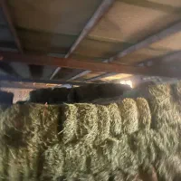 یونجه انباری