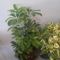 حراج گلهای اپارتمانی ۱۰۰وبزرگ ۱۸۰