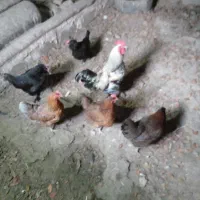 یه خروس و پنج تا مرغ بفروش میرسد