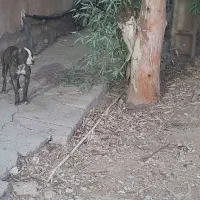 سگ خارجی