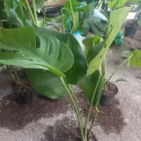 فروش خانگی گل طبیعی  قیمت مناسب