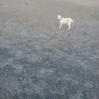 سگ سرابی اصیل شیش ماه|سگ|سبزوار, جوادیه شرقی|دیوار