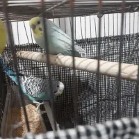 یک جفت پرنده مرغ عشق|پرنده|تهران, افسریه شمالی|دیوار