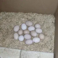 تخم مشکی تخم مرغ مشکی صدرصد ارگانیک طبیعی|خوردنی و آشامیدنی|کرج, کیانمهر|دیوار