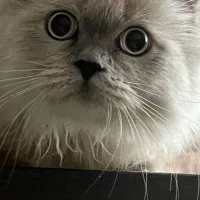 واگذاری گربه پرشین