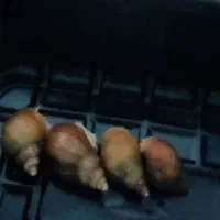 حلزون 25 عدد دانه ای 250 جفتی 500