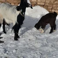 بز جوان شکم دوم خوب