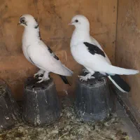 کبوتر