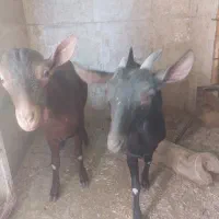 بزغاله مورسیا اصل اسپانیادوقلو نر و ماده