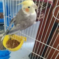 یک جفت عروس هلندی|پرنده|اشکذر, |دیوار