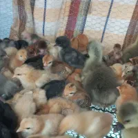 جوجه غاز .بوقلمون جوجه امپراتور جوجه مرغ گردن لخت