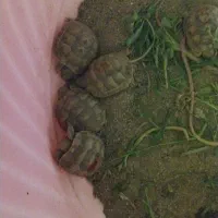 وسیله شخصی