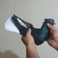 سیاه دم سفید