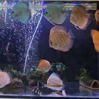 دیسکس اور سایز مولد