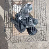 کبوتر ها فروشی|پرنده|سراوان, |دیوار