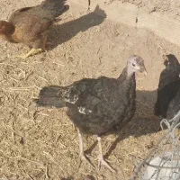 اردک اسرائیلی، بوقلمون|حیوانات مزرعه|سمنان, |دیوار