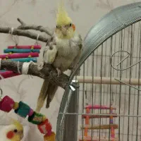 پرنده عروس هلندی