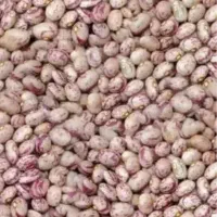 لوبیا چیتی بوجار درشت