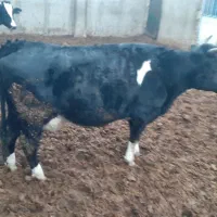 فروش ۲ راس گاو  شاخی سیاه شکم سوم و بعدی شکم اول