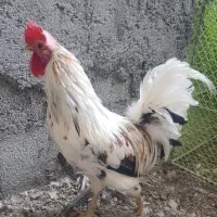 خروس اصیل گلین