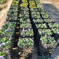 بنفشه جعبه ای