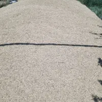 جو مرودشت