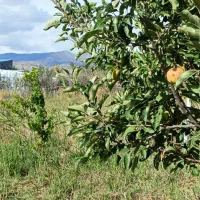 باغ با خانه باغ در شهر هریس|فروش خانه و ویلا|هریس, |دیوار