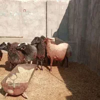 شش راس میش سیاه کبود