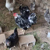 فروش جوجه گلین ،سفید،طوسی ریشی چهل تاج