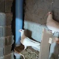 کفتر بغدادی