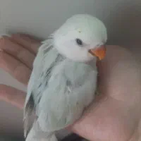 جوجه کوتوله نرمه خور