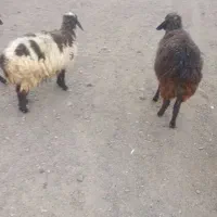 میش آبس دو زه