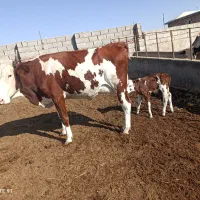 گاو گوساله دار شکم دوم 15کیلوشیر دارد گوساله نر