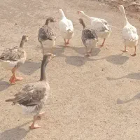 ده عدد قاز سالم بفروش میرسد