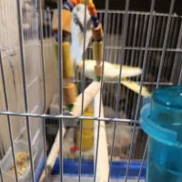 جفت عروس هلندی با قفس و پایه|پرنده|علیآباد کتول, |دیوار