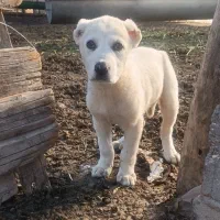 واگذاری توله آلابای ماده