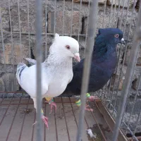 دم سفید نقش