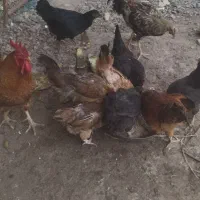 مرغ خروس محلی