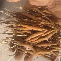 آنغوزه نهال و بذر