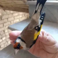 سهره نر ماده مولد وجوجه نقش|پرنده|شاهین‌شهر, حاجی آباد|دیوار