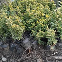 شمشاد طلایی