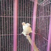 یک جفت فنچ جوجه نرگسی چشم شرابی