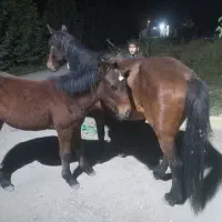 اسب مادیون|اسب و تجهیزات اسبسواری|چناران, |دیوار