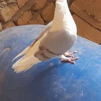 کبوتر پشت گراف کاکلی فروشی